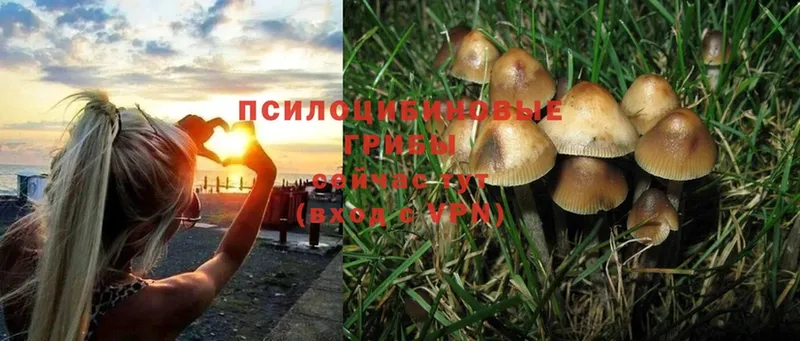 Псилоцибиновые грибы Psilocybe  где продают   Гулькевичи 